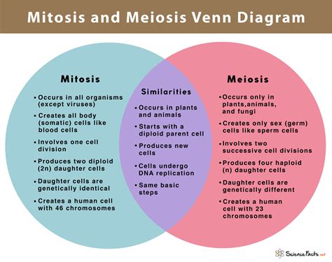 Meiosis vs. Mitosis Venn Diagram
